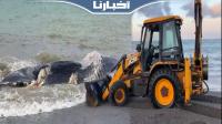 شاطئ وادلاو يلفظ حوتاً ضخماً طوله 11 متراً